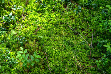 Fototapeta premium Photo of soft green moss in a forest on a swamp. Swamp moss on the ground.