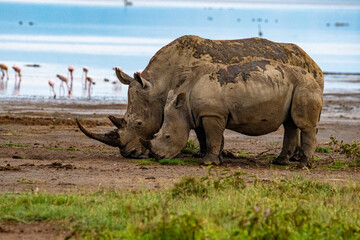 white rhino in the wild