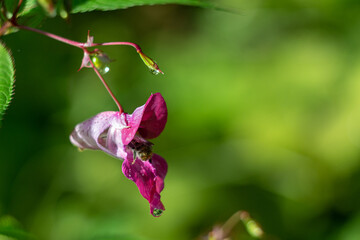 A flower of pink Impatiens glandulifera in raindrops is pollinated by a bee on a natural background