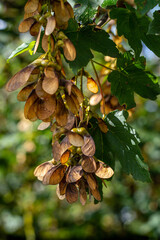 maple seeds on a tree branch under the rays of the sun on a blurred background