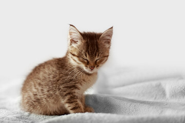 A cute little kitten is sitting with his eyes closed. the cat fell asleep sitting down
