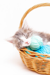 Fototapeta na wymiar Striped cat with blue balls, skeins of thread on a white bed. An article about kittens. An article about pets.