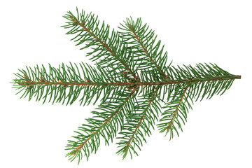christmas tree branch isolated on white