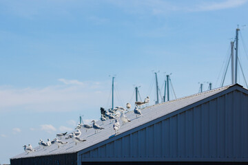 Fototapeta na wymiar Birds on Roof