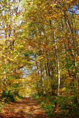 Forêt française en automne 