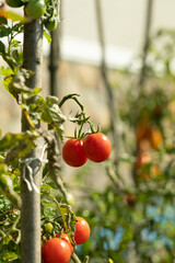 Tasty ripe cherry tomatoes on a vine inside a greenhouse. Shallow depth of field. Ripe tomato plant growing in greenhouse. 