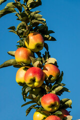 apple tree, espalier fruit