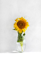 Sunflower in a vase
