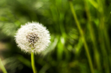 Fluffy dandelion on a dark green background with flying seeds.