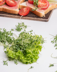 Beautiful landscape of vineyards on hill in Tuscany with cloudy sky in background and evergreen trees (thuja) in the foreground	