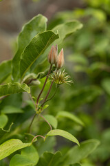 Flower buds of white clematis in the spring garden. Bush of white clematis.