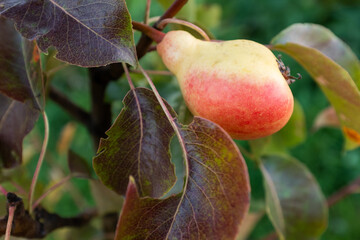 Yellow-red pear close-up on a branch with foliage background. Pear tree branch with one ripening fruit for publication, poster, screensaver, wallpaper, postcard, banner, cover. High quality photo
