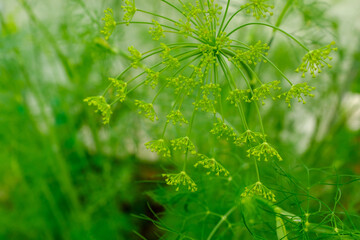 Yellow dill flowers, close-up. Large inflorescences of dill on green background. Fresh green fennel. Spicy grass background for publication, screensaver, wallpaper, postcard, poster, banner, cover
