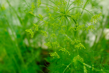 Fototapeta na wymiar Yellow dill flowers, close-up. Large inflorescences of dill on green background. Fresh green fennel. Spicy grass background for publication, screensaver, wallpaper, postcard, poster, banner, cover