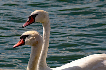 A White Mute Swan on a lake. These are very elegant animals and are still protected by the Crown. 