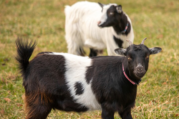 Fainting Goats