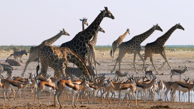 A herd of giraffes and other animals gather around a waterhole in Etosha National Park, Namibia, Africa.