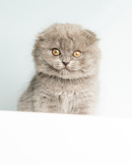 A Scottish Fold kitten sits on a blue background and looks into the camera. Advertising banner, pets