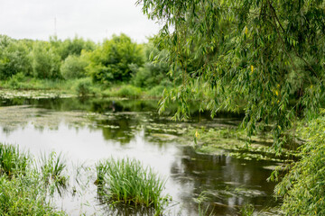 Fototapeta na wymiar Beautiful cloudly summer natural landscape with a river by green foliage of trees.