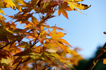 Acer japonicum, Amur maple, Japanese-maple fullmoon maple, Japan southern Korea. Acer tree,Gardeners Dream Acer Orange Red Dream Deciduous palmatum