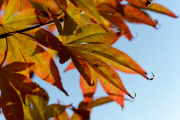 Acer japonicum, Amur maple, Japanese-maple fullmoon maple, Japan southern Korea. Acer tree,Gardeners Dream Acer Orange Red Dream Deciduous palmatum