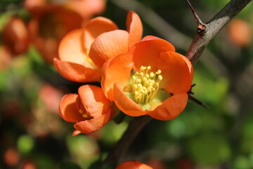orange flowers three quince Japanese henomeles. Flowering. Spring propagation of flower stamen pistils