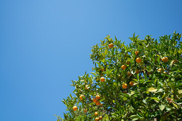 Fototapeta na wymiar Orange Tree
