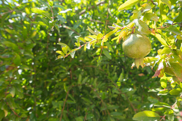 Hanging Pomegranate