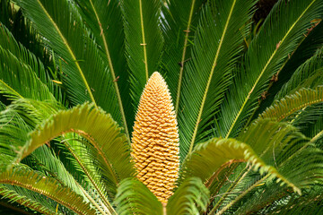 Sago Palm Plant