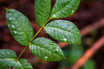 rain drops on a leaf