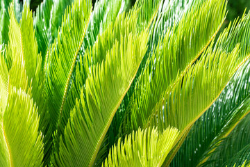 Palm Leaves