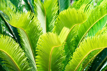 Palm Leaves