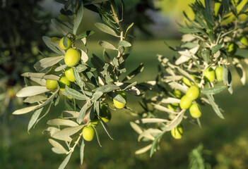 Closeup of fresh green olives on olive tree branch. Selective soft focus. Olive garden and sunlight...