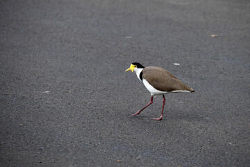 Australian Masked Lapwing ( Vanellus miles)