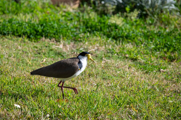 Australian Masked Lapwing ( Vanellus miles)