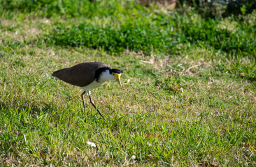 Australian Masked Lapwing ( Vanellus miles)