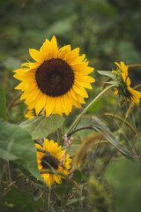 Sunflowers in a Field