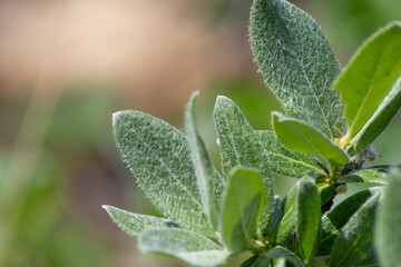 closeup of leaves