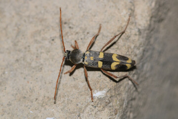 Neoclytus yellow striped insect photo
