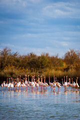 Group of Flamingos in Camargue in South of France