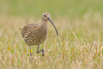 Kulik wielki (Numenius arquata)