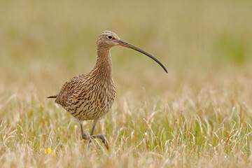 Kulik wielki (Numenius arquata)