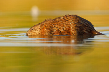 Piżmak (Ondatra zibethicus)