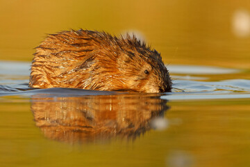 Piżmak (Ondatra zibethicus) © Grzegorz
