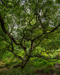 tree in the park