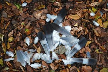 Pigeon feathers, remains after a bird of prey attack. Tuft of feathers of a pigeon in the forest....