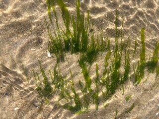 In shallow water aquatic algae drifting in the current