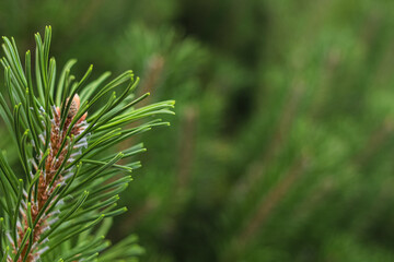 New shoot with young cone on a spruce tree on a blurry background. Photo with selective focus