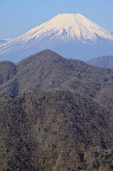 Fototapeta premium 丹沢の丹沢主稜 春の大室山より望む富士山 丹沢 大室山より富士山、その手前が畦ヶ丸、手前が善六山 