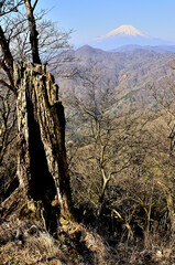 丹沢の丹沢主稜　大室山より望む富士山
丹沢　大室山より富士山、中央左から畦ヶ丸、菰釣山

